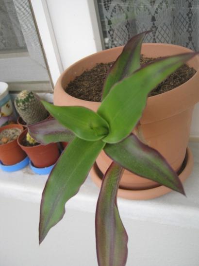Name:  ahtapot.jpg
Views: 1606
Size:  24.4 KB