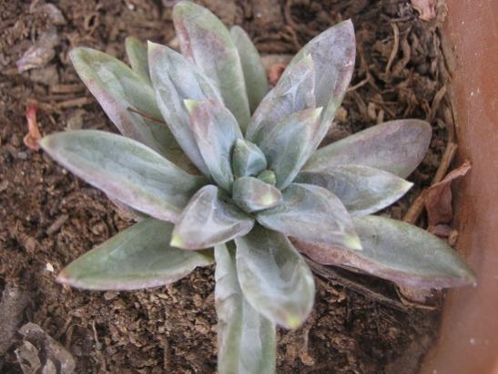 Name:  pachyveria.jpg
Views: 1800
Size:  40.4 KB