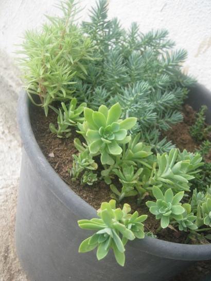 Name:  sedum.jpg
Views: 1753
Size:  37.9 KB