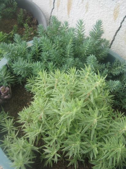 Name:  sedum1.jpg
Views: 1675
Size:  47.7 KB
