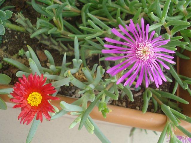 Name:  DSC02044.jpg
Views: 3097
Size:  54.5 KB