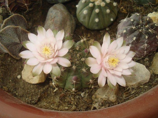 Name:  DSC02058.jpg
Views: 2386
Size:  52.3 KB