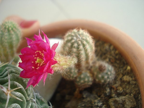 Name:  DSC02230.jpg
Views: 2132
Size:  42.4 KB