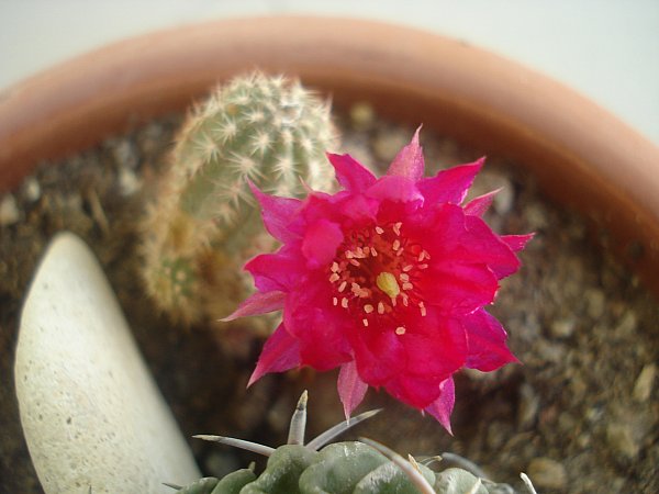 Name:  DSC02228.jpg
Views: 2112
Size:  43.5 KB