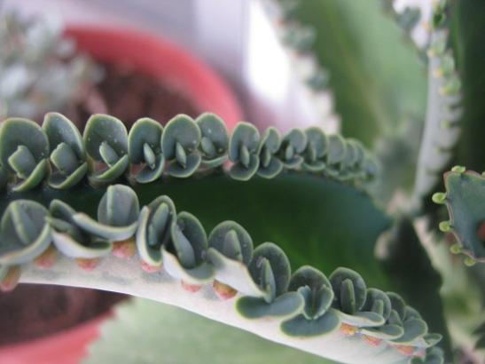 Name:  k. daigremontiana.jpg
Views: 1502
Size:  25.5 KB