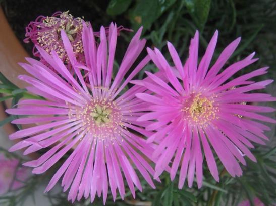 Name:  delosperma c1.jpg
Views: 1511
Size:  39.2 KB