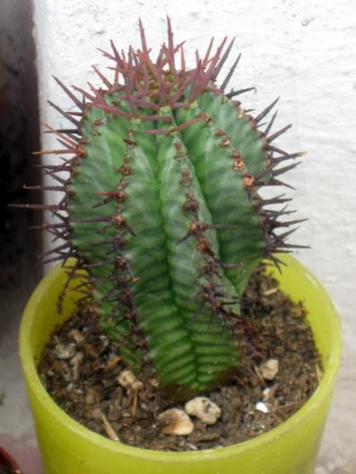 Name:  Euphorbia horrida.jpg
Views: 1864
Size:  32.3 KB