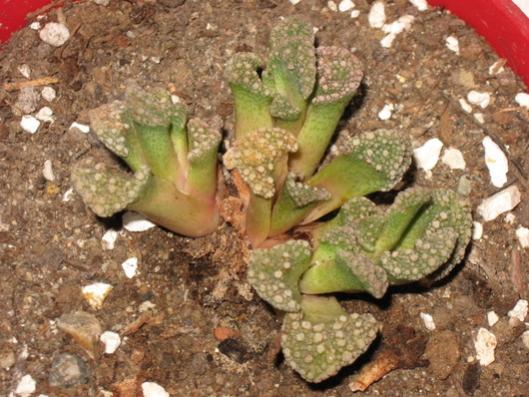 Name:  titanopsis calcarea.jpg
Views: 1949
Size:  48.6 KB