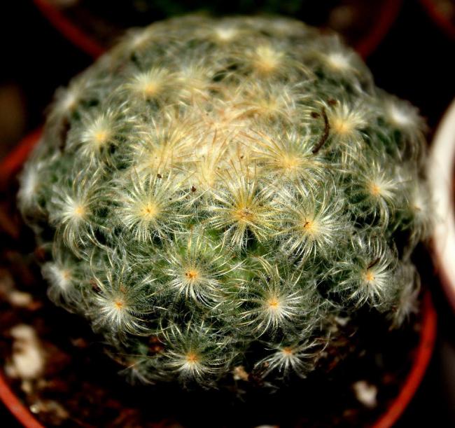 Name:  Mammillaria Plumosa.jpg
Views: 1384
Size:  67.4 KB