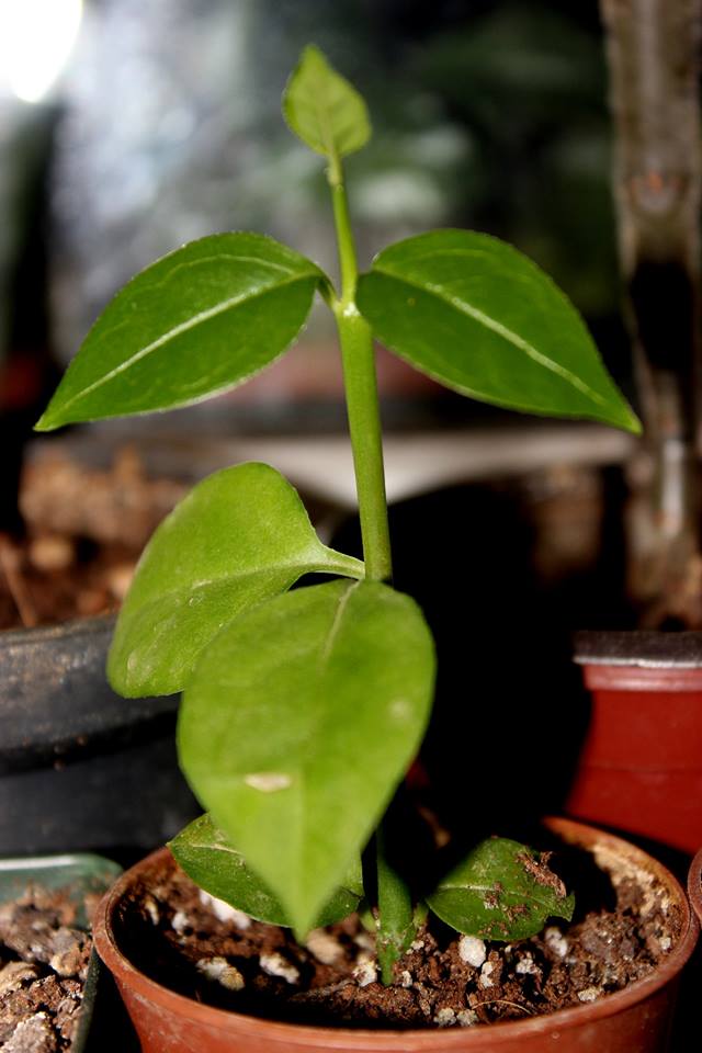 Name:  Ceropegia Sandersonii1.jpg
Views: 1429
Size:  60.3 KB