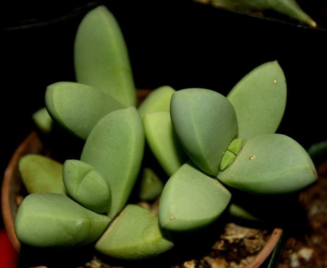 Name:  Corpuscularia Lehmannii.jpg
Views: 1364
Size:  27.3 KB