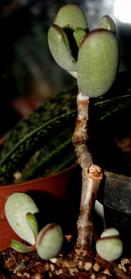 Name:  Cotyleton Orbiculata Higginsiae.jpg
Views: 1138
Size:  46.4 KB