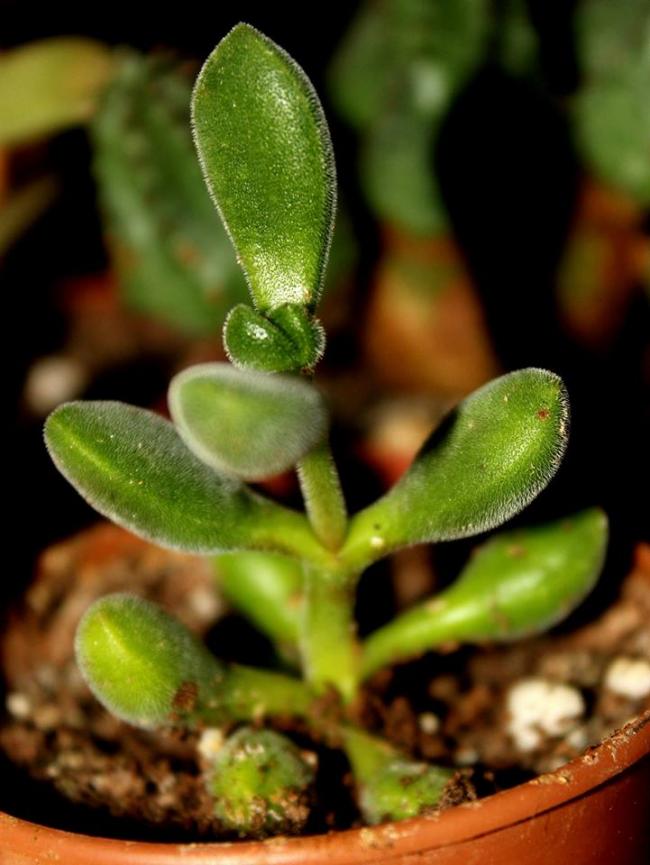 Name:  Crassula Rogersii.jpg
Views: 1281
Size:  59.1 KB