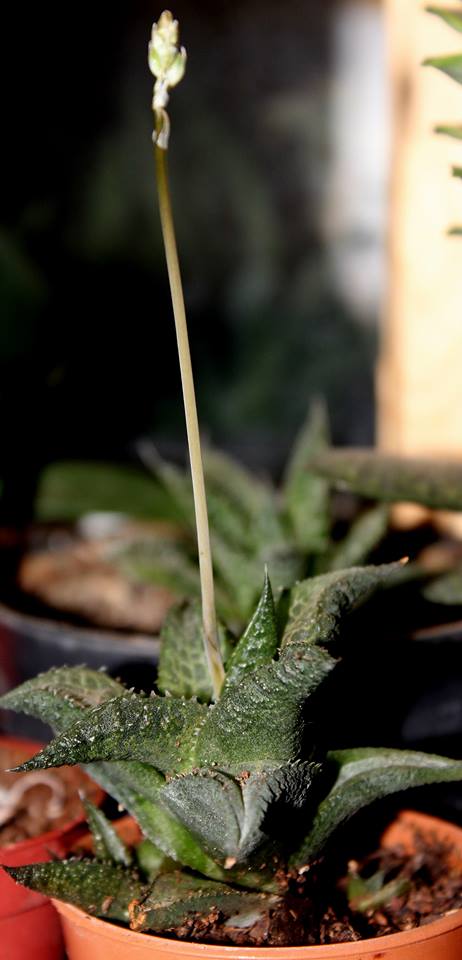 Name:  Haworthia Venossa Tesellata.jpg
Views: 995
Size:  46.5 KB