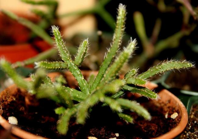 Name:  Rhipsalis pilocarpa.jpg
Views: 1098
Size:  43.6 KB