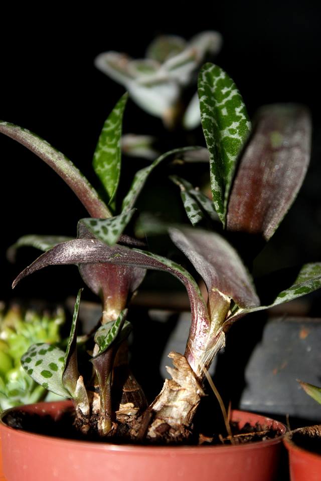 Name:  Scillia Violacea.jpg
Views: 1030
Size:  63.0 KB