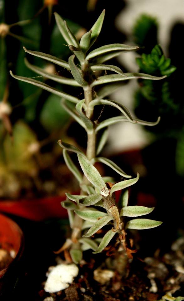 Name:  Sedum Lineare Variegatum.jpg
Views: 1124
Size:  57.6 KB