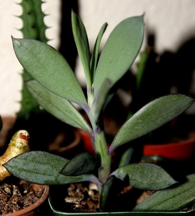 Name:  Senecio Crasissimus.jpg
Views: 1282
Size:  53.7 KB