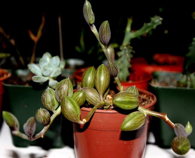 Name:  Senecio Herreianus1.jpg
Views: 1264
Size:  38.8 KB
