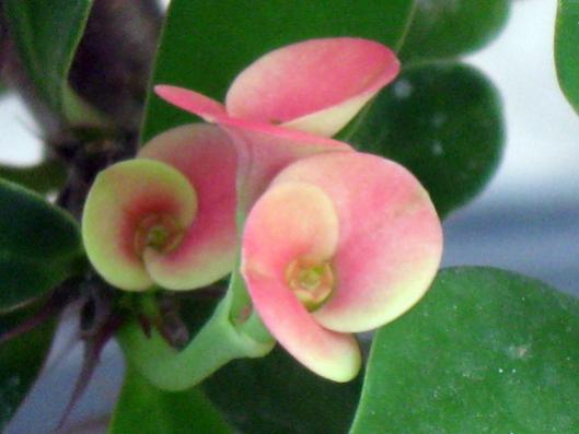 Name:  IMG_3013.jpg
Views: 1448
Size:  24.6 KB