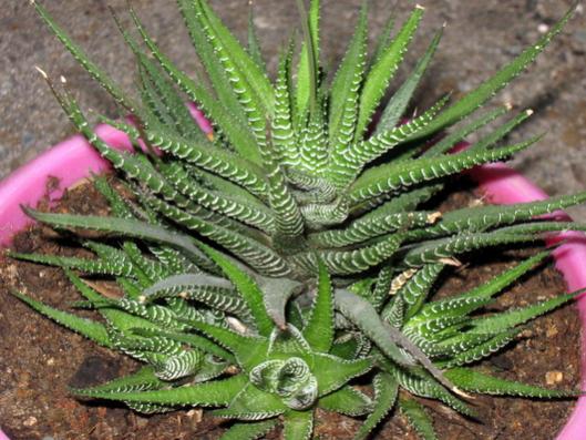 Name:  Haworthia fasciata.jpg
Views: 1560
Size:  53.0 KB