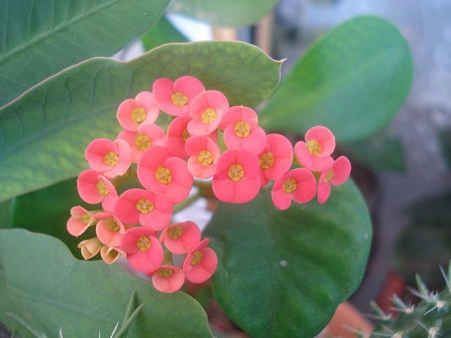 Name:  DSC02882.jpg
Views: 2165
Size:  32.9 KB