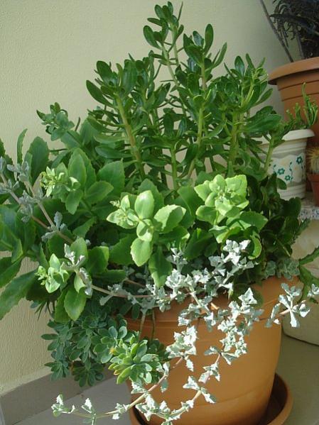 Name:  DSC02978.jpg
Views: 2009
Size:  55.7 KB