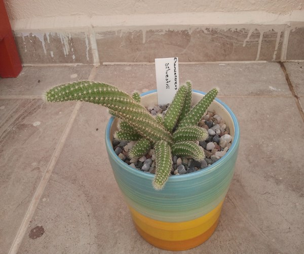 Name:  Chamaecereus silvestrii...jpg
Views: 1774
Size:  67.8 KB