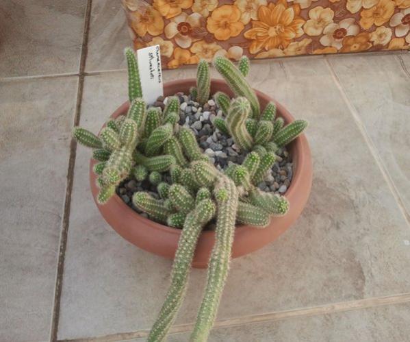 Name:  Chamaecereus silvestrii....jpg
Views: 2231
Size:  44.2 KB