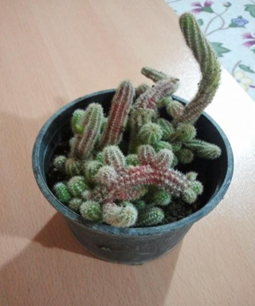 Name:  Chamaecereus silvestrii.....jpg
Views: 1851
Size:  35.2 KB