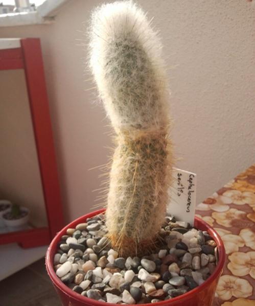 Name:  Cephalocereus Senilis.jpg
Views: 2377
Size:  36.7 KB