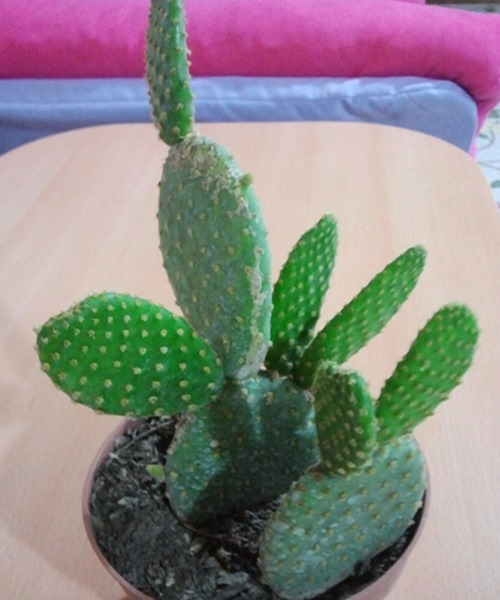 Name:  Opuntia microdasys.jpg
Views: 1812
Size:  66.5 KB