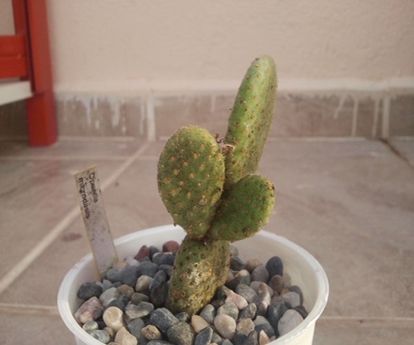 Name:  opuntia microdasys...jpg
Views: 1784
Size:  67.1 KB