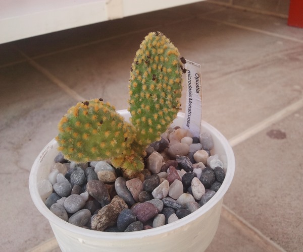 Name:  opuntia microdasys monstrose.jpg
Views: 2310
Size:  68.7 KB