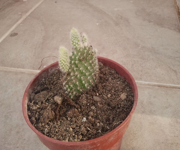 Name:  Opuntia microdasys albata.jpg
Views: 2004
Size:  68.1 KB