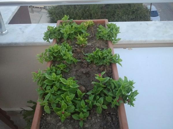 Name:  Mesembryanthemum (buz iei).jpg
Views: 2482
Size:  37.1 KB
