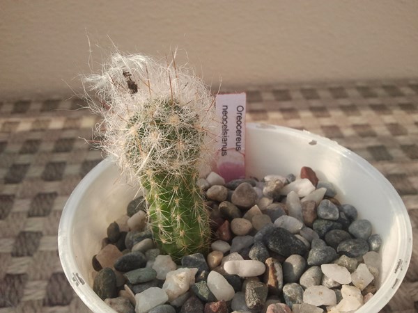 Name:  oreocereus neocelsianus.jpg
Views: 1677
Size:  62.6 KB