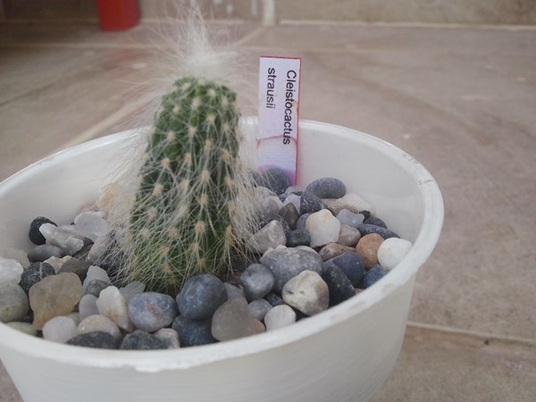 Name:  cleistocactus strausii.jpg
Views: 1772
Size:  50.0 KB