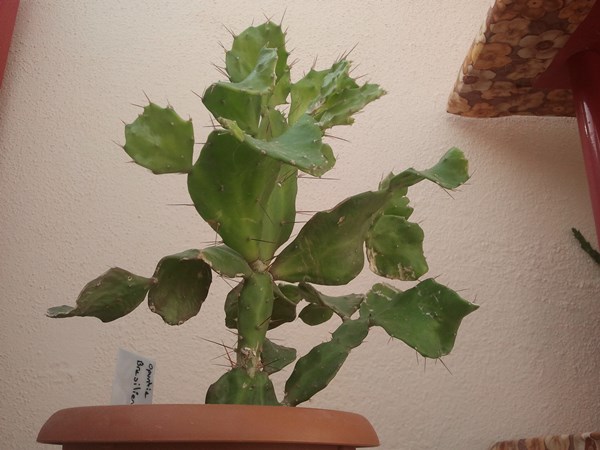 Name:  opuntia brasiliensis.jpg
Views: 1922
Size:  59.3 KB