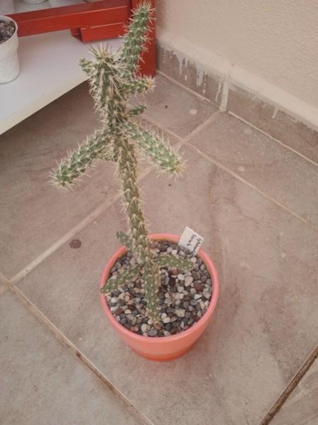 Name:  cylindropuntia imbricata.jpg
Views: 1989
Size:  34.3 KB