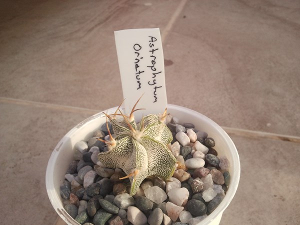 Name:  astrophytum ornatum.jpg
Views: 801
Size:  55.7 KB