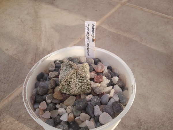 Name:  astrophytum myriostigma tetragonum.jpg
Views: 776
Size:  62.9 KB