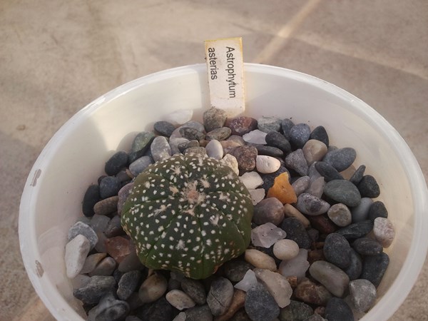Name:  astrophytum asterias.jpg
Views: 805
Size:  65.9 KB