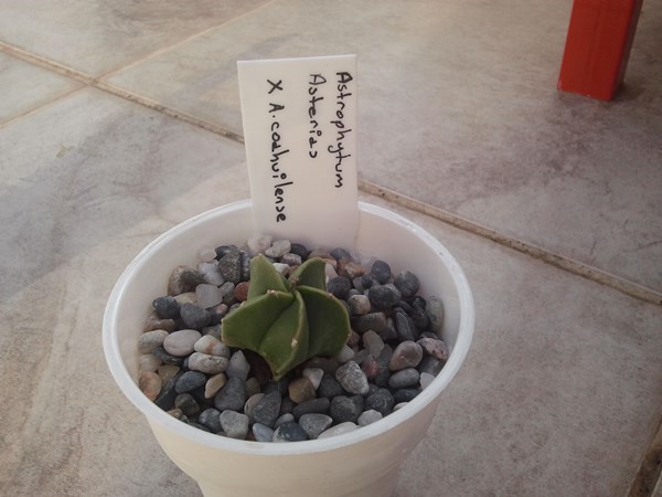 Name:  Astrophytum asterias X a.coahuilense.jpg
Views: 783
Size:  52.9 KB