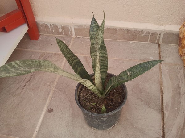 Name:  Sansevieria (Paaklc).jpg
Views: 794
Size:  69.4 KB