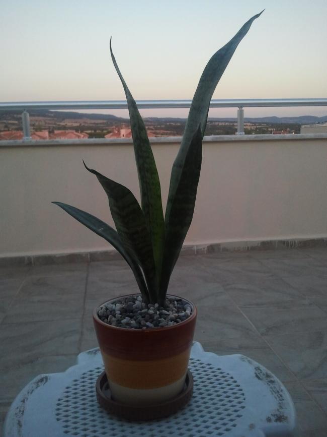 Name:  Sansevieria (Paaklc)...jpg
Views: 768
Size:  44.0 KB