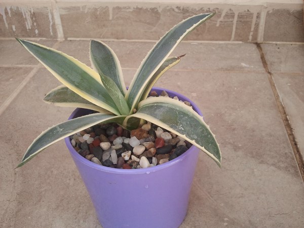Name:  agave americana variegata.jpg
Views: 745
Size:  59.0 KB