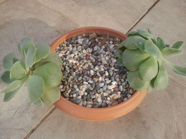 Name:  Echeveria.jpg
Views: 732
Size:  38.1 KB