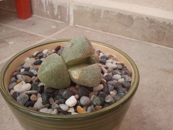 Name:  Pleiospilos Nelii.jpg
Views: 1148
Size:  61.7 KB