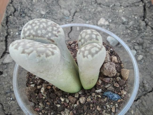 Name:  Lithops julii.jpg
Views: 956
Size:  54.1 KB
